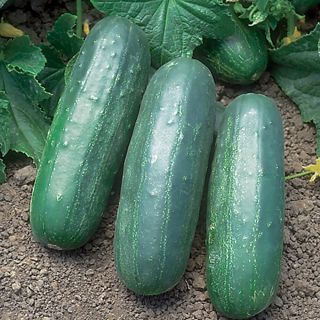 Eureka Cucumber Thumbnail